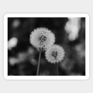 Two Dandelions in a black and white background Sticker